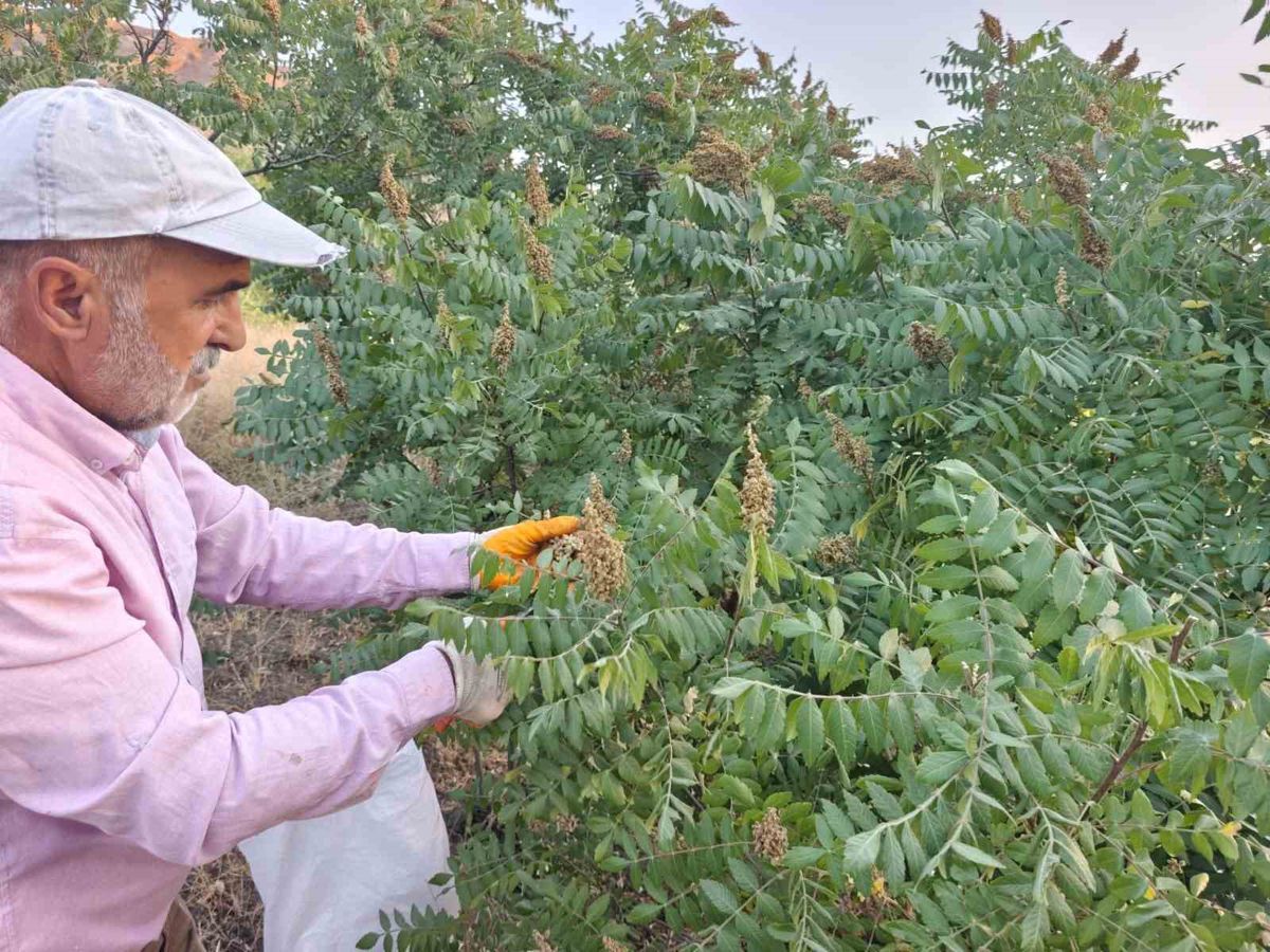 Elazığ'da sumak hasadı başladı, kilosu 350 TL