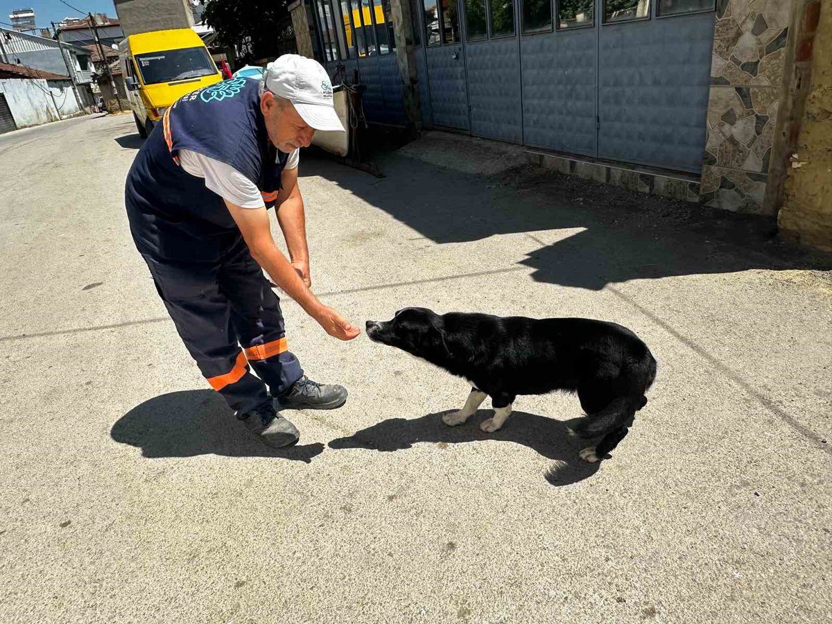 Temizlik Görevlisi Yusuf Başaran, Sahibini Kaybeden Köpek 'Dayı'ya 2 Yıldır Gözü Gibi Bakıyor