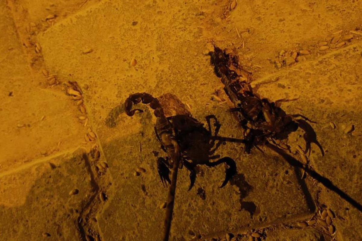 Sıcaklıklar arttı, istila başladı