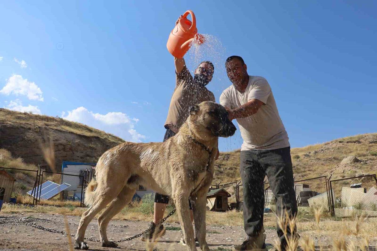 Sivas'ta sıcak havalar Kangal köpeklerini olumsuz etkiliyor