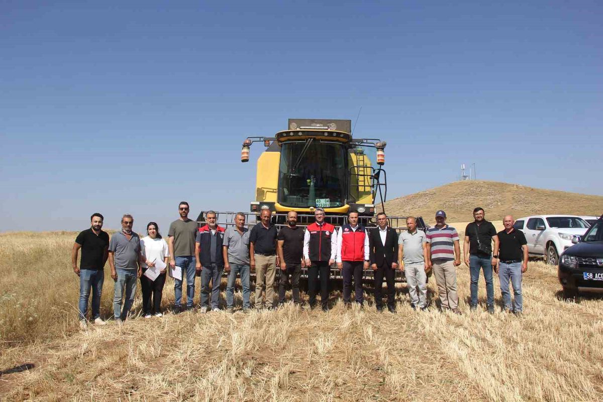 Sivas'ta 5 Yeni Buğday Çeşidinin İlk Hasadı Yapıldı
