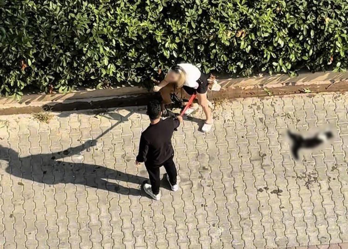Pitbull Kediyi Parçaladı: 95 Bin TL Ceza