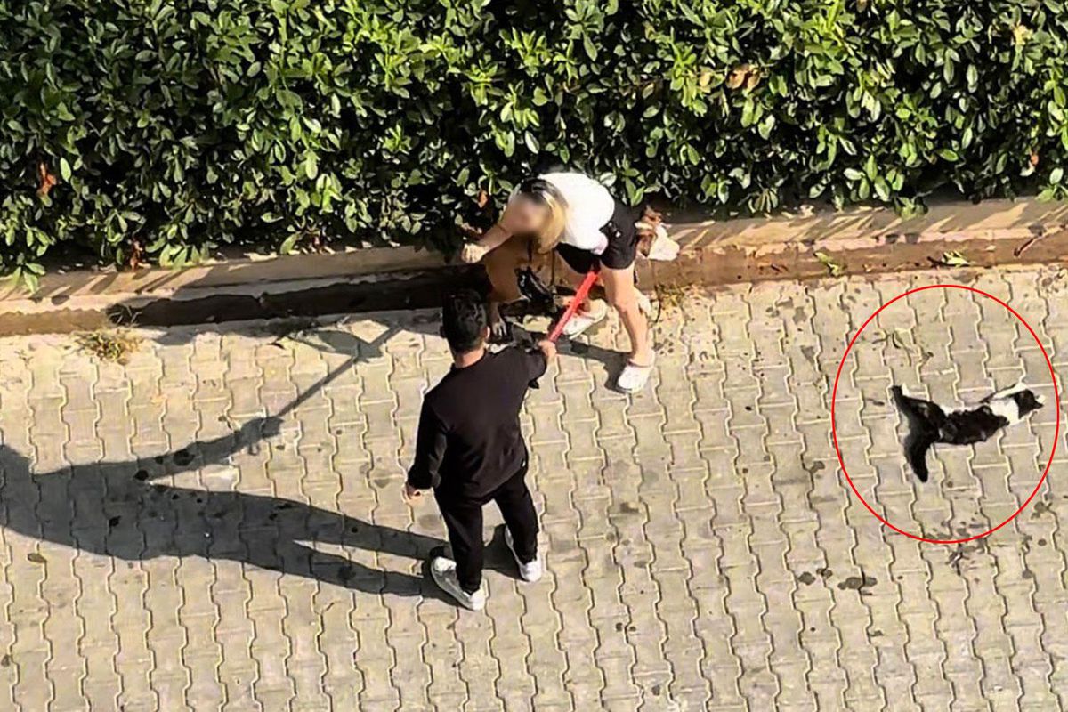 Ağızlıksız pitbull kediyi parçaladı! Sahibi 'polisi aramayın' diye yalvardı
