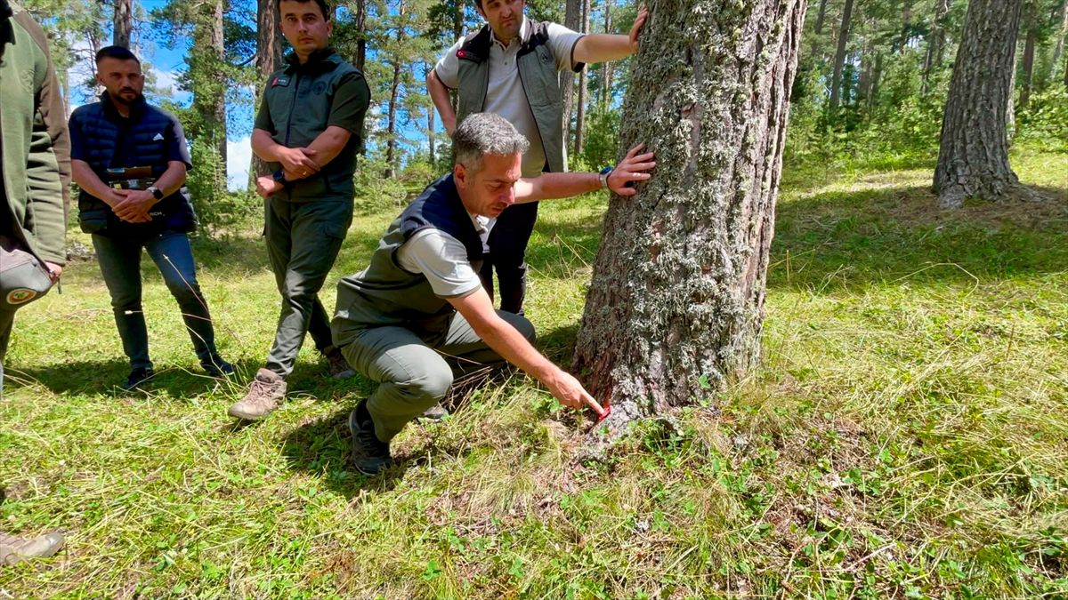 Ardahan'da dolu zararı gören sarıçam ormanları yenileniyor
