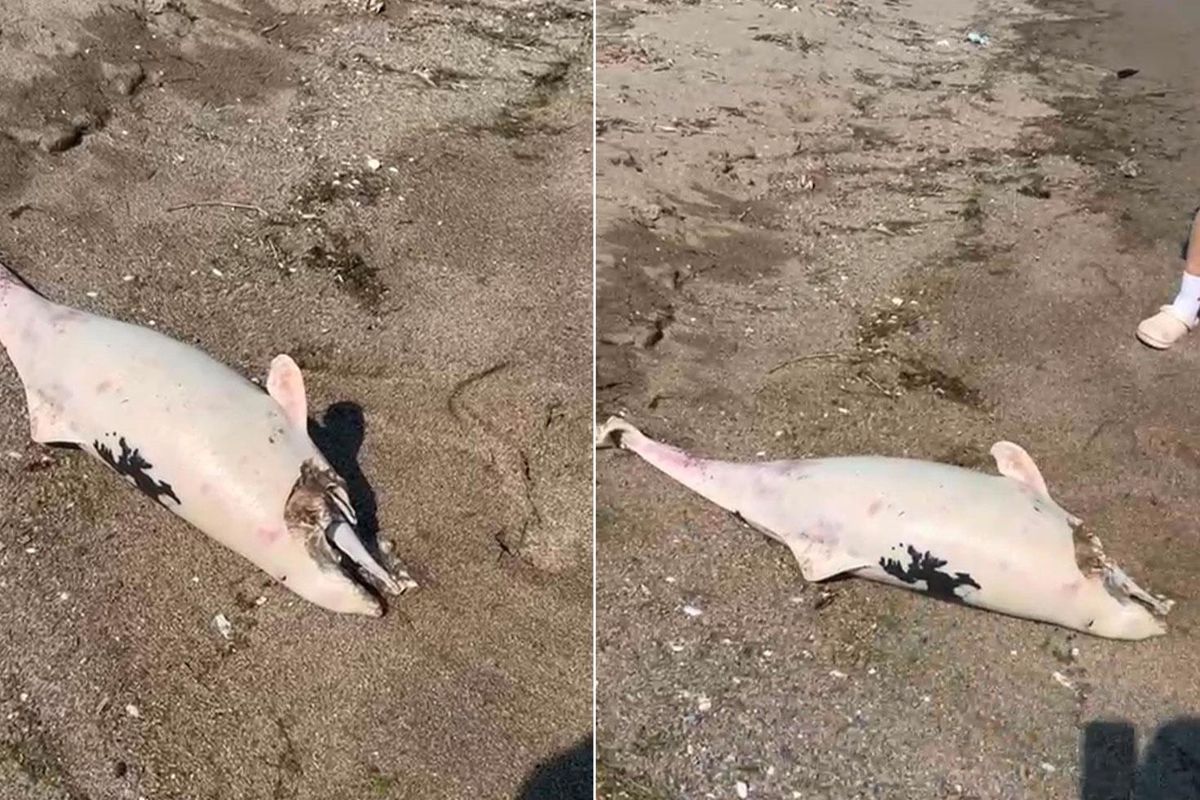 Boğazda kıyıya vuran yunuslar halkı tedirgin etti