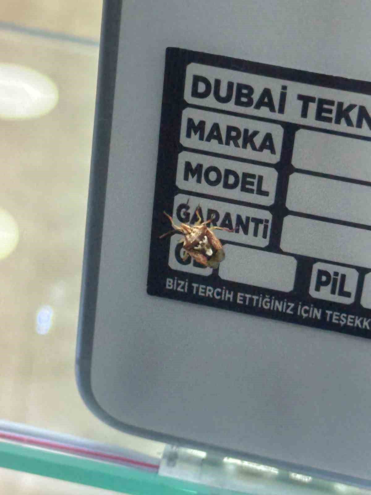Telefoncuda Yüz Desenli Böcek Şaşkınlık Yarattı