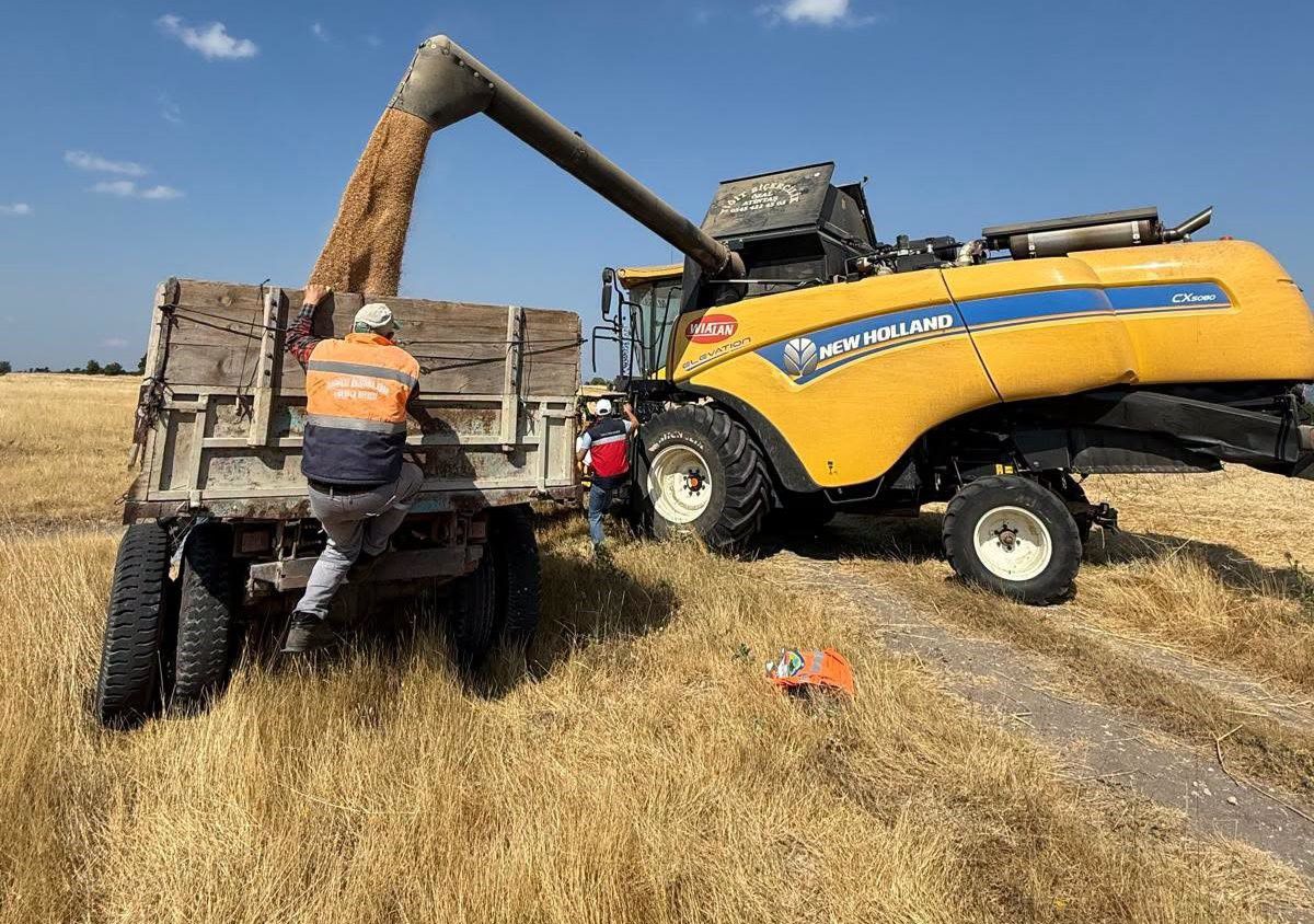Domaniç’te Demonstrasyon Tarlalarında Hasat: Tritikalede 800 Kg Verim
