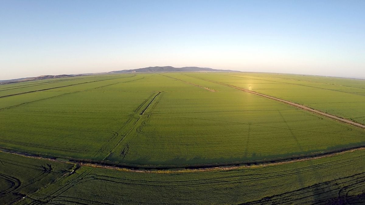 Edirne'de çeltik ekim alanları kuraklık sonrası 500 bin dekara yükseldi