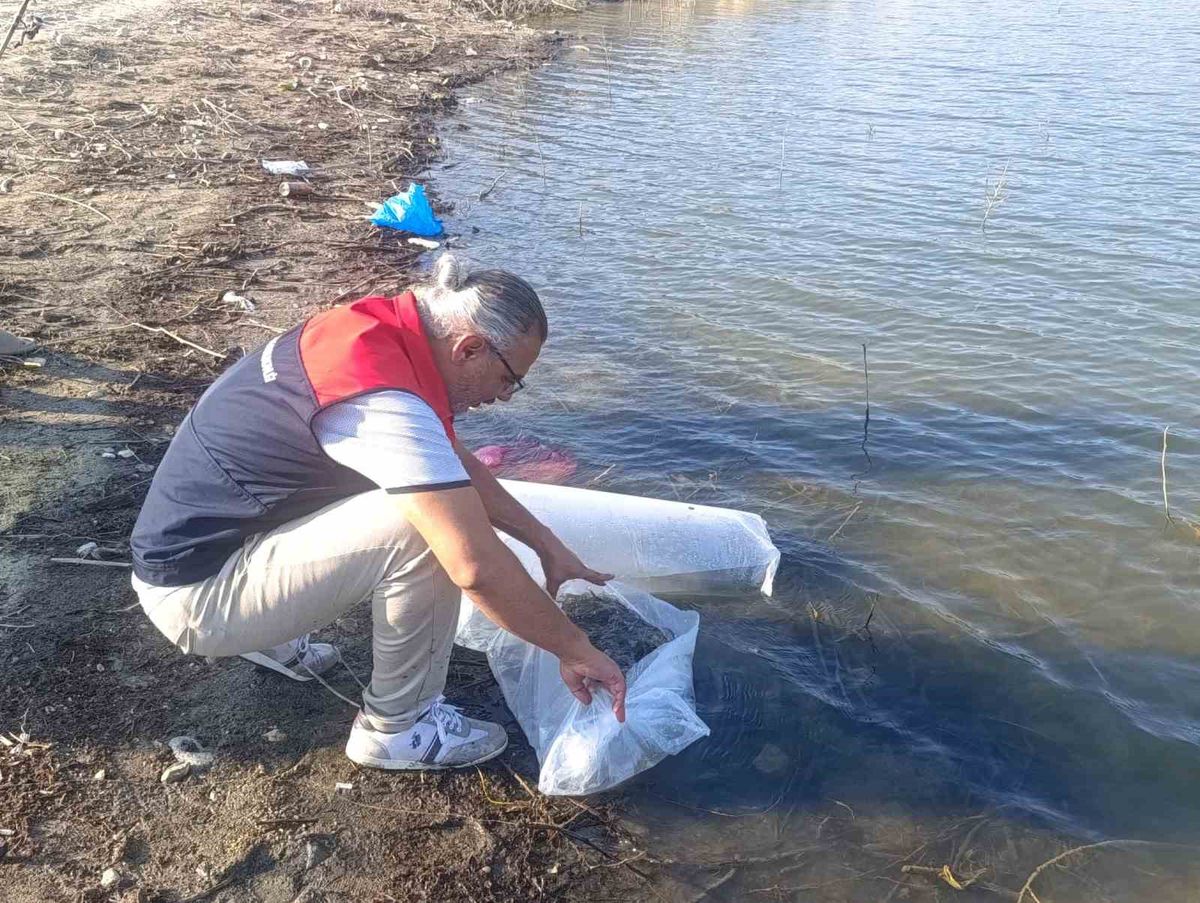 Buldan'da Gölet ve Barajlara 80 Bin Yavru Balık Salındı