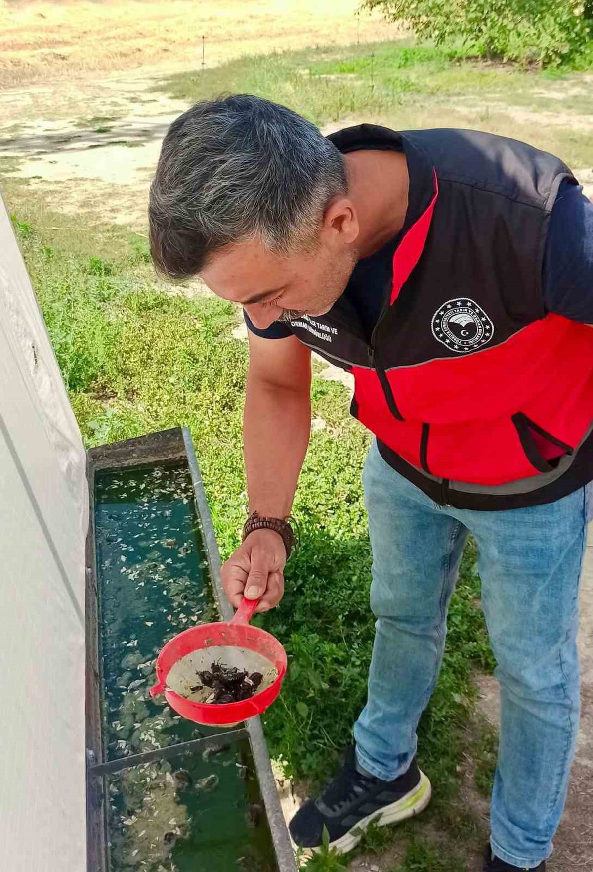Afyonkarahisar'da Haziran Böceğiyle Mücadelede Yeni Tuzak Prototipleri Saha Denemelerinde Başarılı