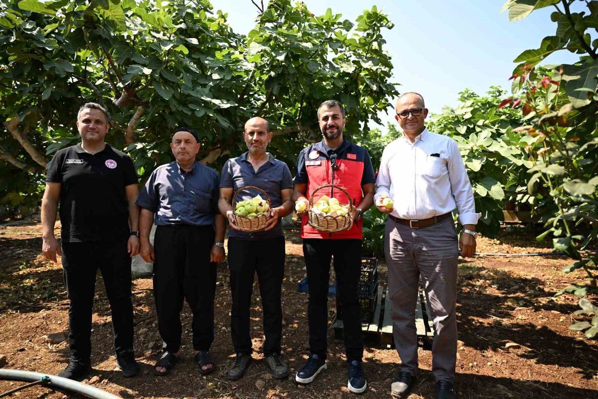 Kahramanmaraş'ta Abbas İnciri Hasadı Başladı