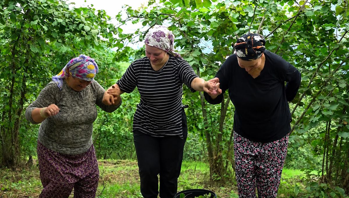 Trabzon'da Fındık Hasadı Kemençe ve Horonla Başladı