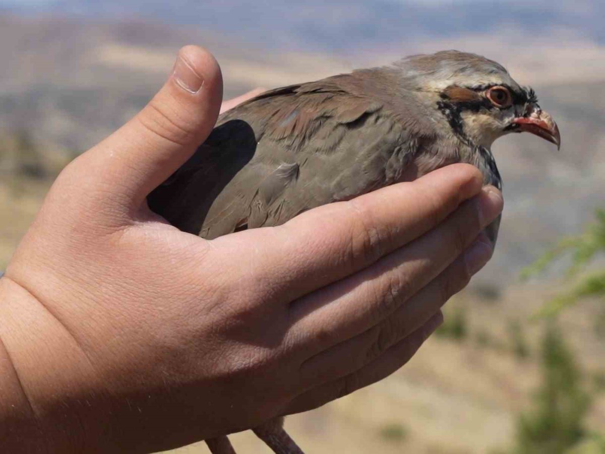 Kırıkkale'de doğaya keklik salındı
