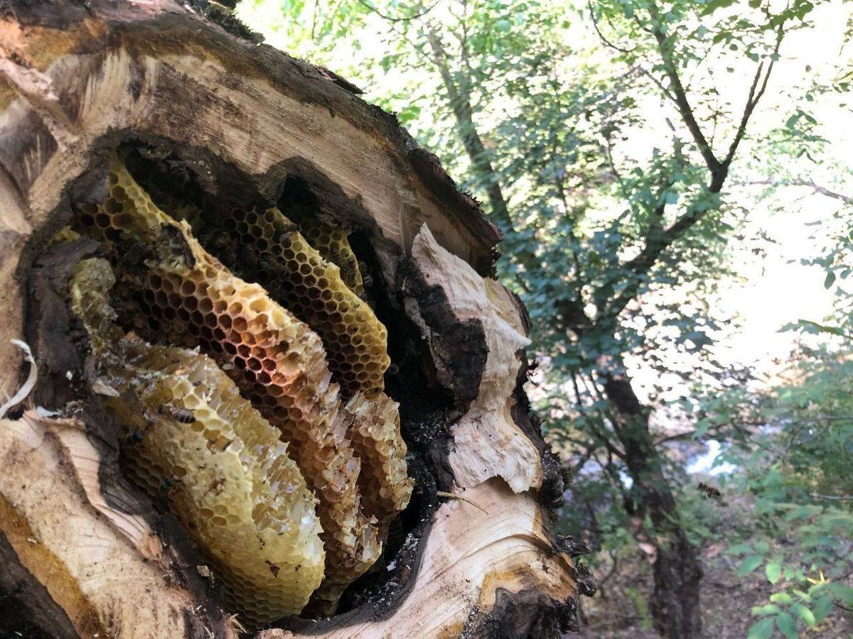 Erzincan'da bal avcılarının doğal bal hasadı başladı