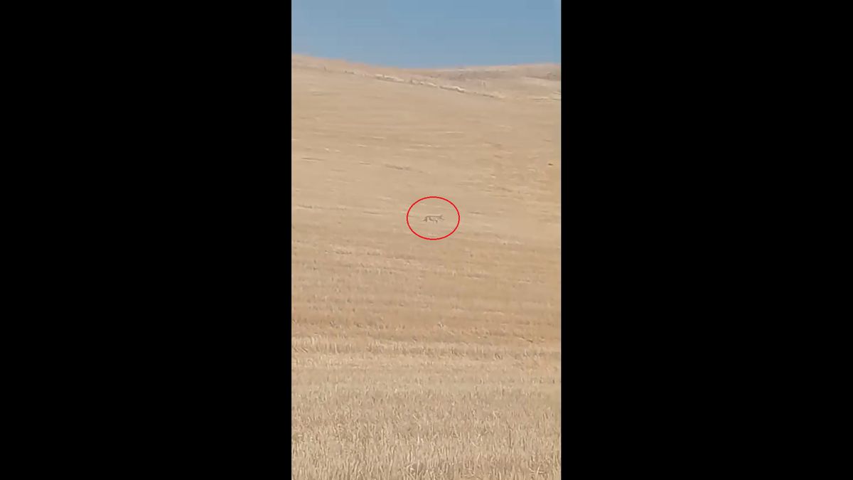 Polatlı'da Kurtlar Koyun Sürüsüne Saldırdı: 1 Ölü, 3 Yaralı