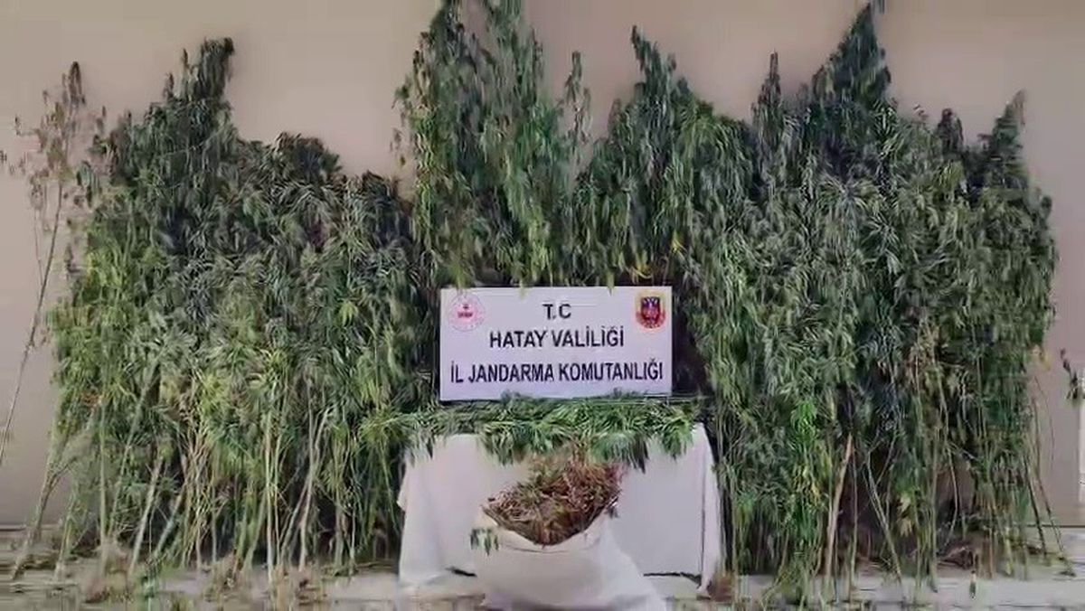 Hatay'da Büyük Uyuşturucu Operasyonu: 915 Kök Kenevir Ele Geçirildi