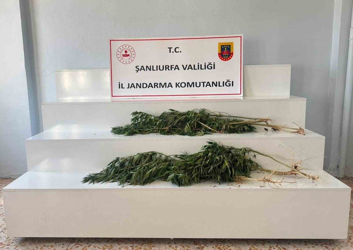 Şanlıurfa'da Uyuşturucu Operasyonu: 24 Kök Kenevir Ele Geçirildi, 2 Gözaltı