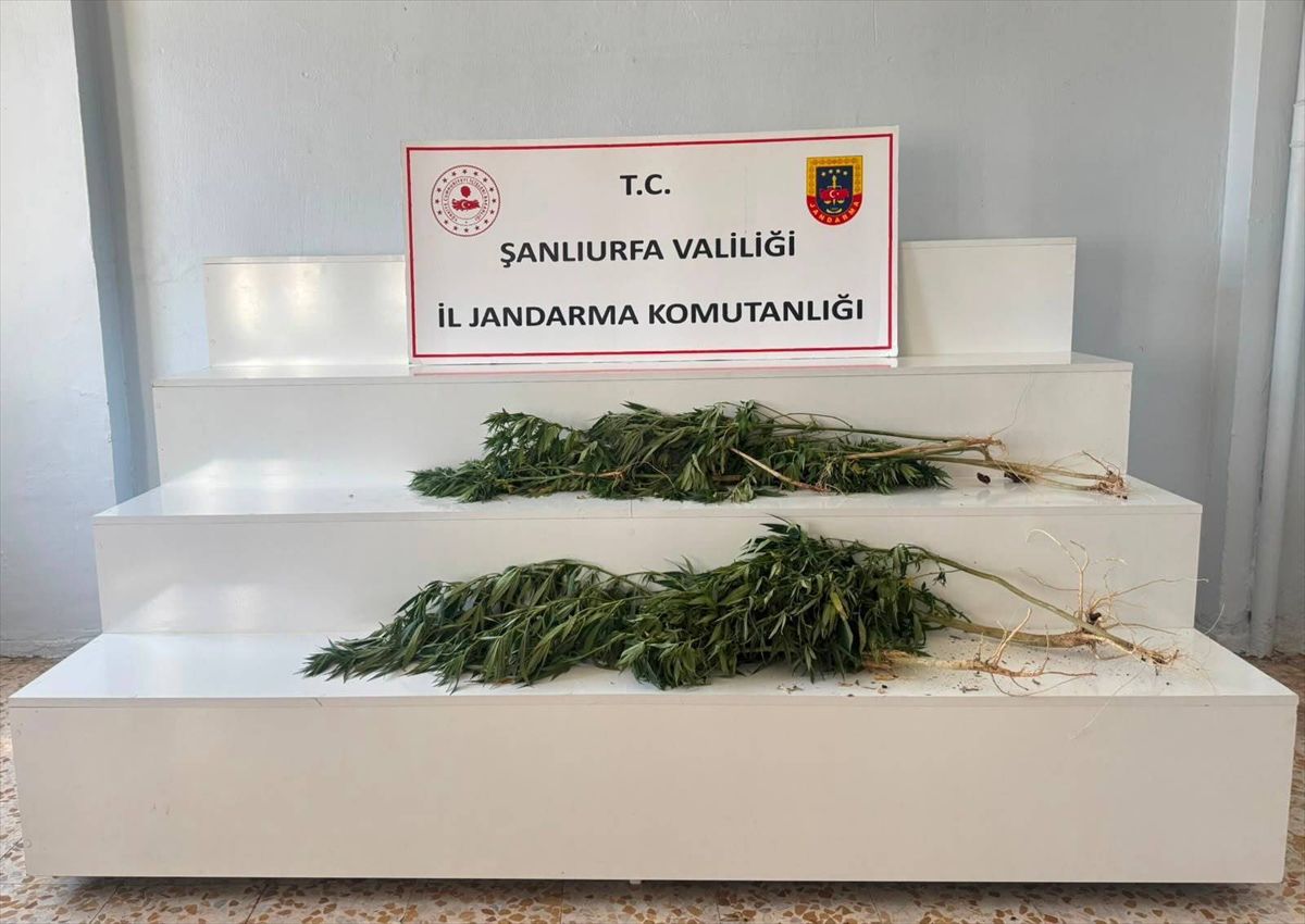 Viranşehir ve Akçakale'de Kenevir Operasyonu