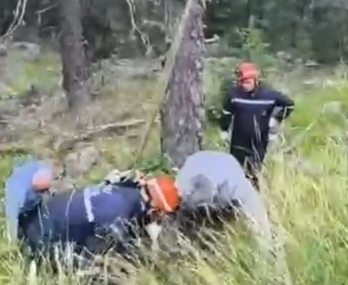 Bolu'da Uçuruma Yuvarlanan İnek Vinçle Kurtarıldı