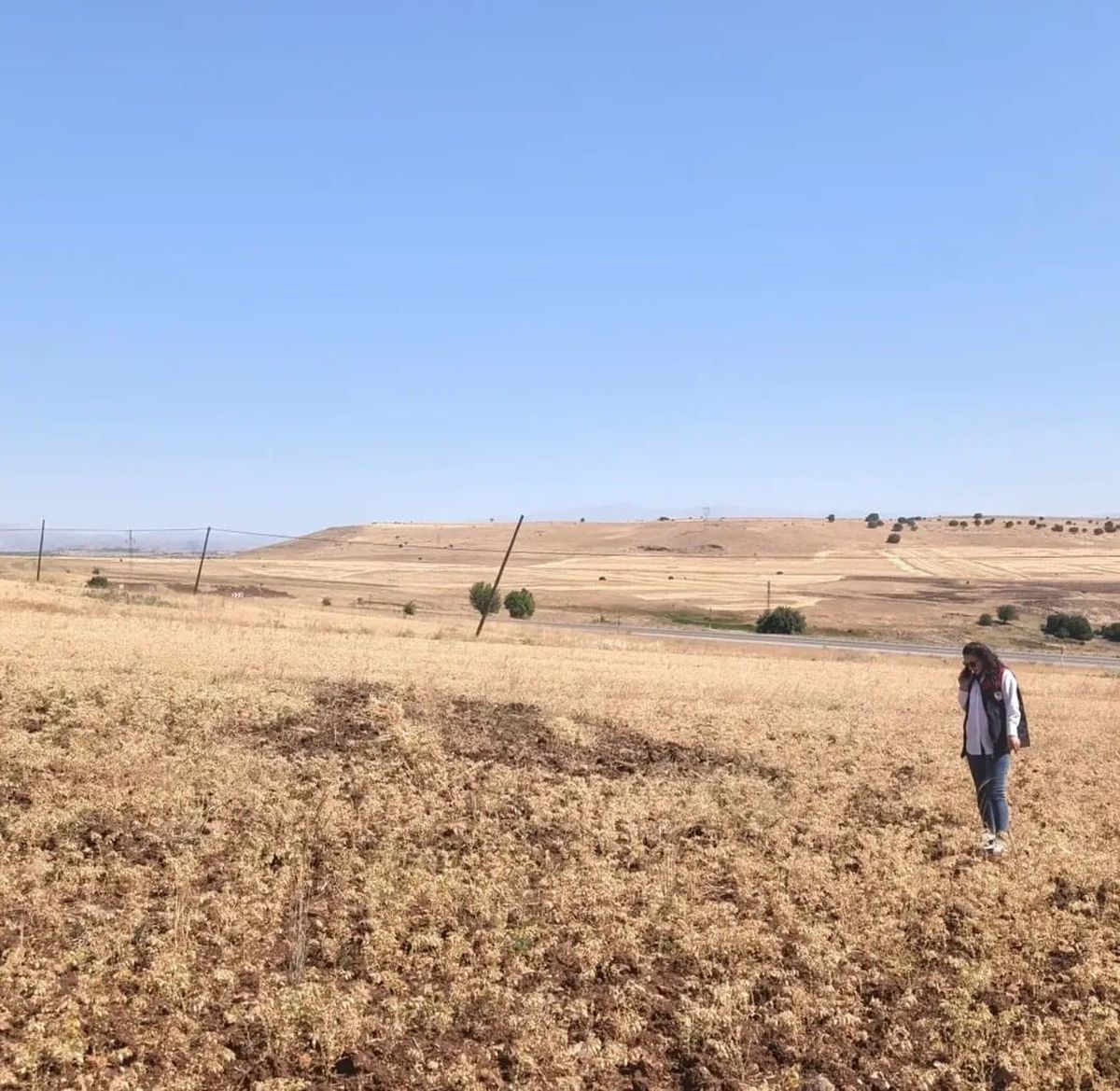 Ağın'da Tüylü Nohutta Hasat Bereketi