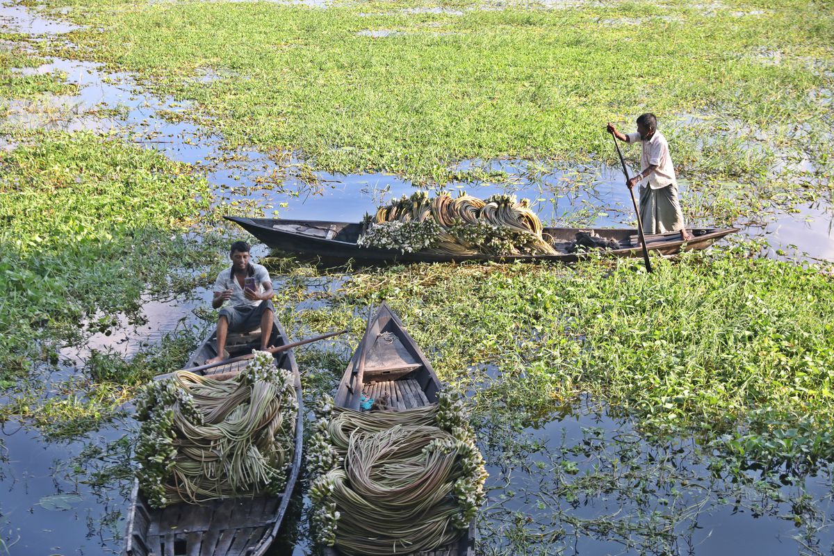 Bangladeş’te Nilüfer Hasadı: Muson Döneminin Geçim Kaynağı