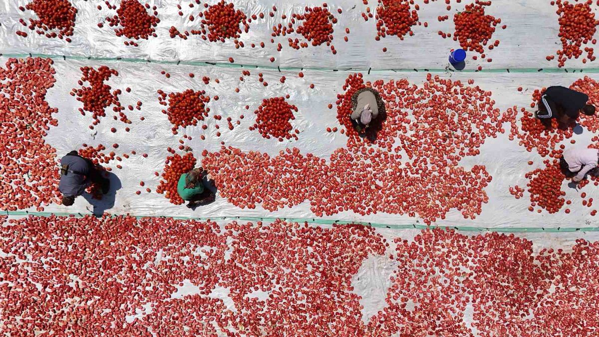 Karacadağ’da Kuru Domates Mesaisi: 48 Derece Sıcakta Dünyaya Lezzet