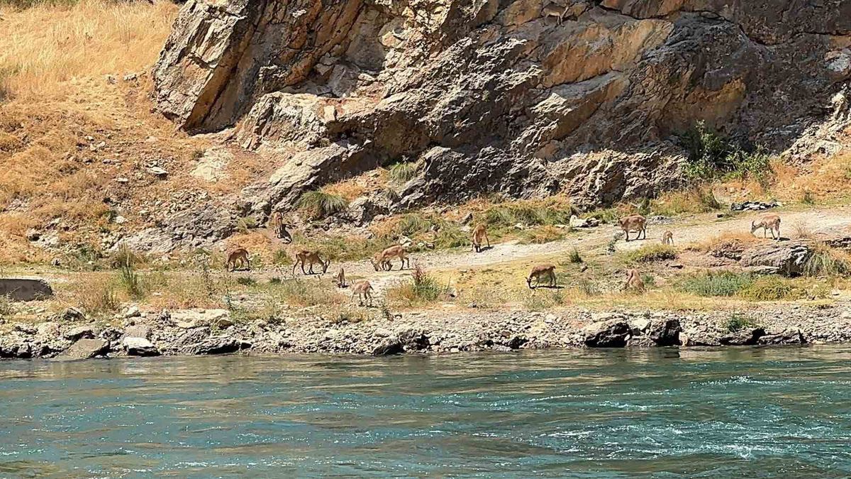 Elazığ'da Dağ Keçileri Peri Çayı Kıyısında Görüntülendi