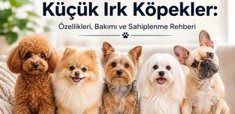 En Çok Tercih Edilen Küçük Irk Köpekler: Özellikleri, Bakımı ve Sahiplenme Rehberi
