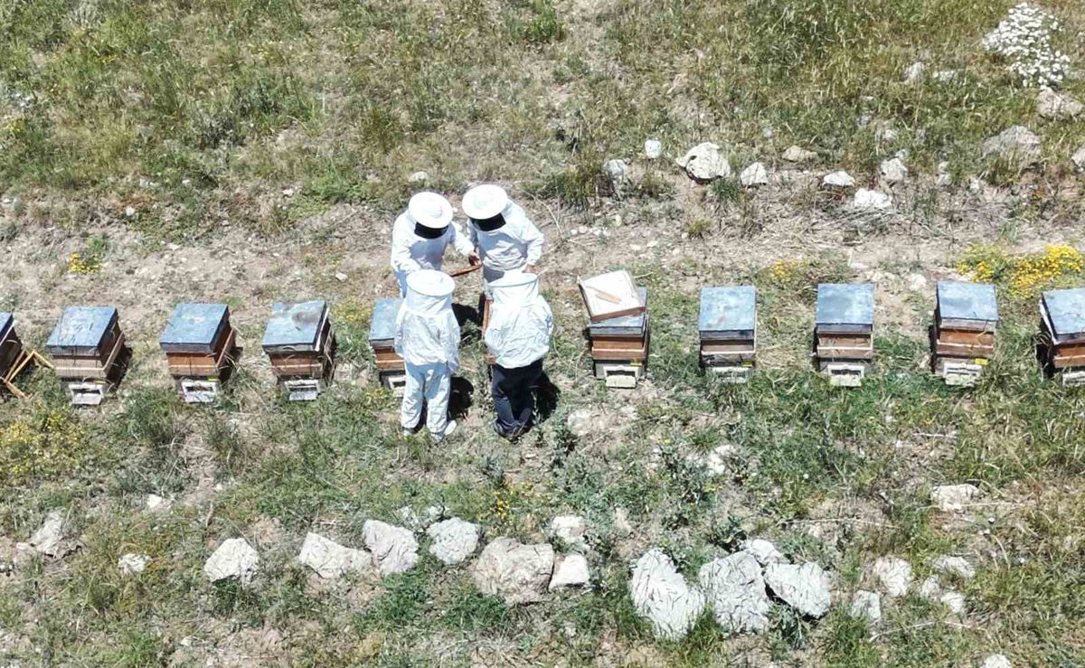 Erzincanlı Arıcılar Bal Hasadı İçin Gün Sayıyor