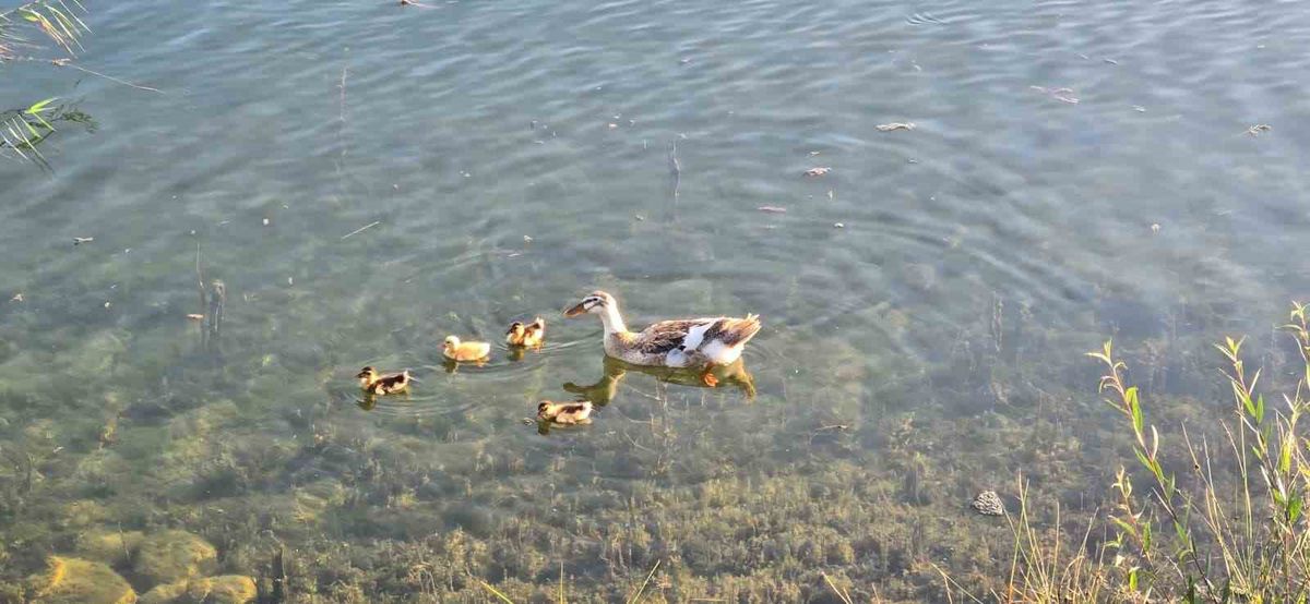 Pelitözü Gölpark’ta Ördek Yavruları Yine Görüntülendi