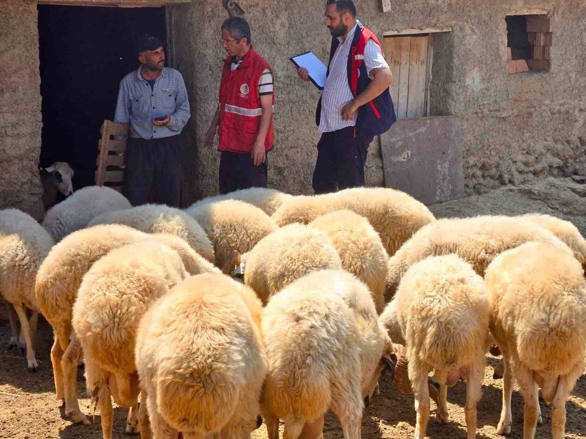 Halk Elinde Küçükbaş Islah Projesi Kapsamında Bolvadin'de Koyun Tespit Çalışmaları Yapıldı