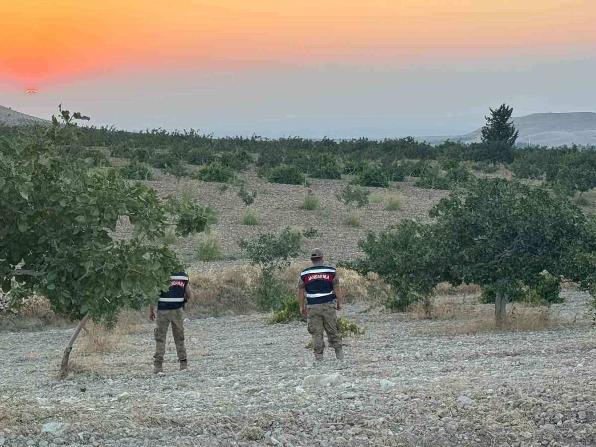 Fıstık Sezonunda Jandarmadan Gece Gündüz Güvenlik Devriyesi