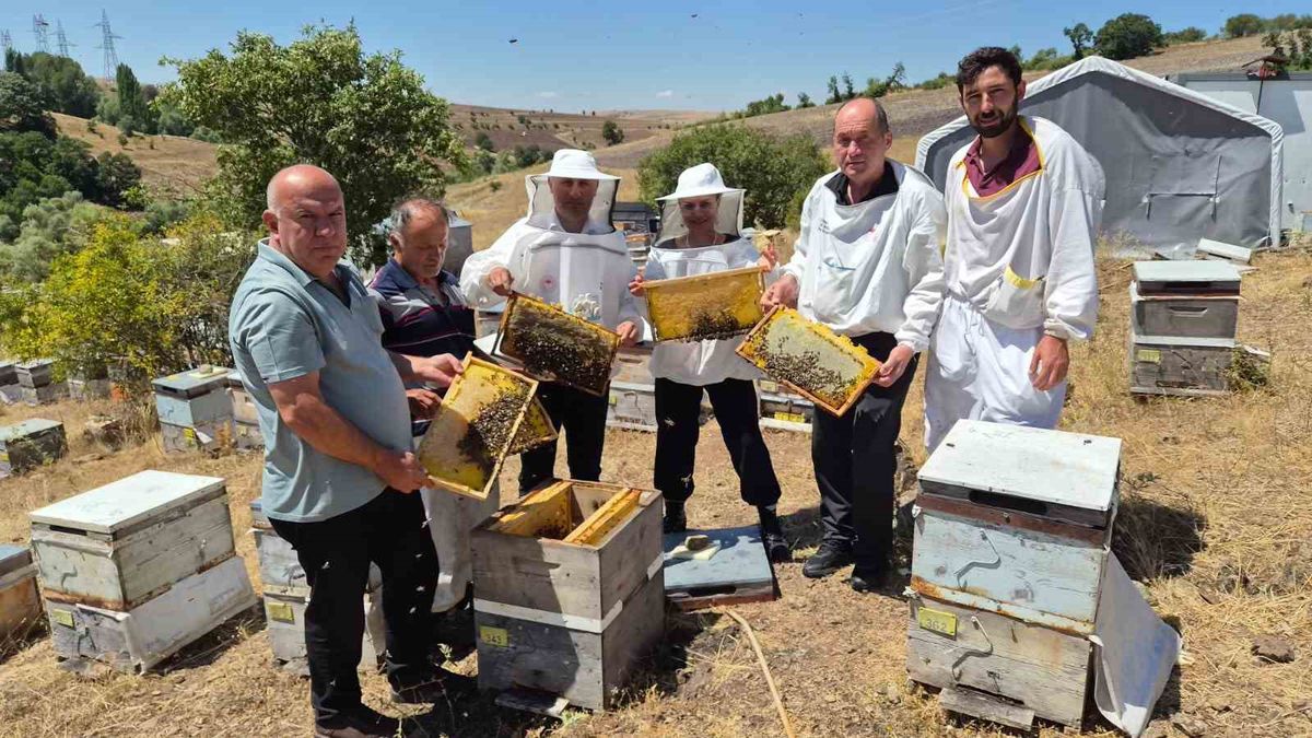 Karadeniz arısında verim ve varroa direnci için ıslah projesi
