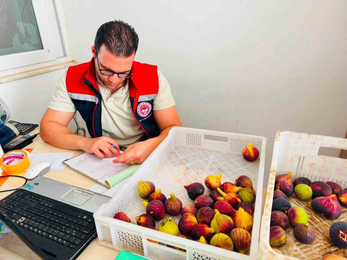 Nazilli'de Taze İncir Sezonunda Ethephon Denetimi