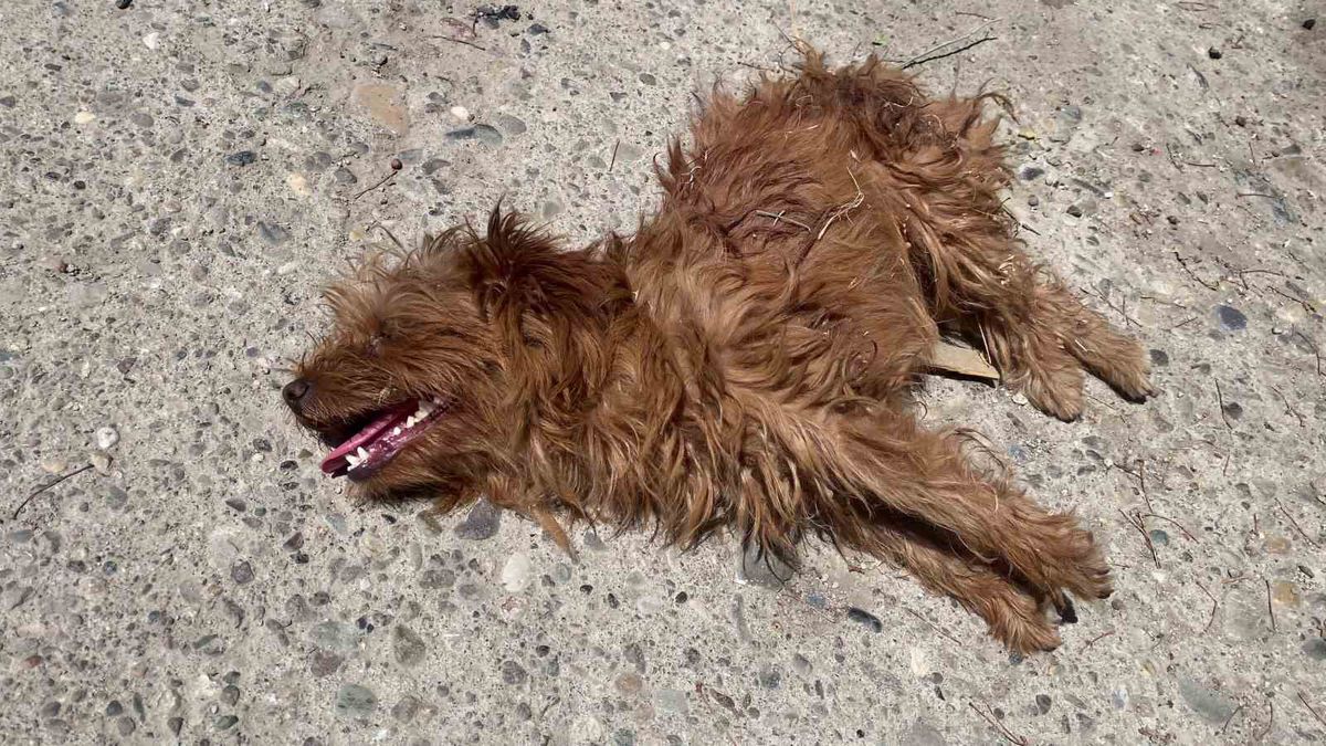 Sivas'ta Sahipli Köpeklere Sokak Köpeği Saldırısı Kamerada