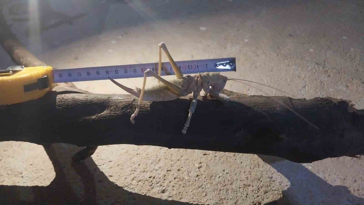 Şanlıurfa'da 18 cm'lik dev çekirge şaşkınlık yarattı