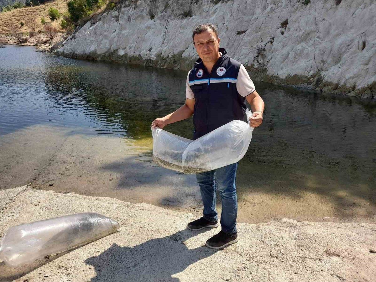 Soma'da 250 Bin Pullu Sazan Yavrusu Suya Salındı