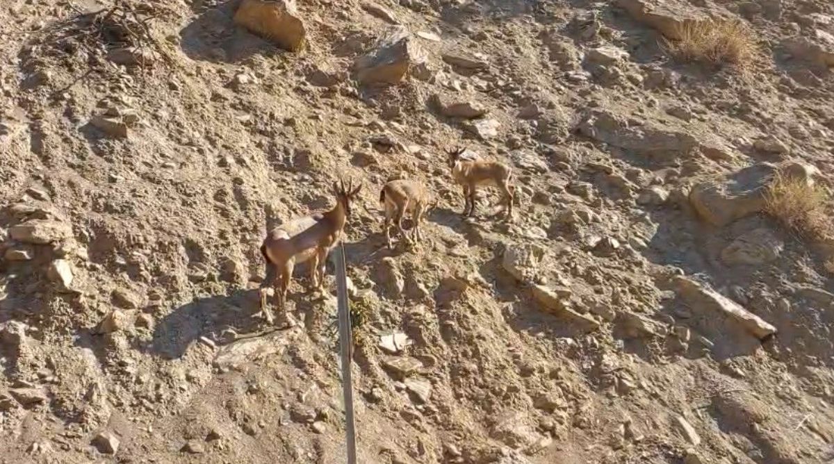 Tunceli'de nesli tükenme tehlikesi altındaki dağ keçileri görüntülendi