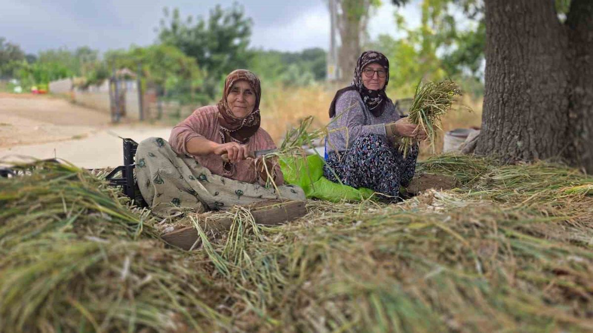 Bandırma'da pırasa üretiminde yeniden dikim çalışmaları