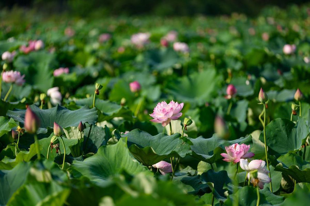 Chongqing’de Lotus Çiçeği Sektörü Yıllık 64 Milyon Dolar Gelir Sağlıyor