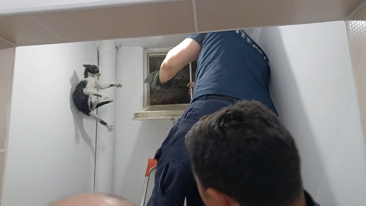 Amasya'da Mahsur Kalan Kedi İtfaiye Ekiplerinin Uzun Uğraşları Sonucu Kurtarıldı