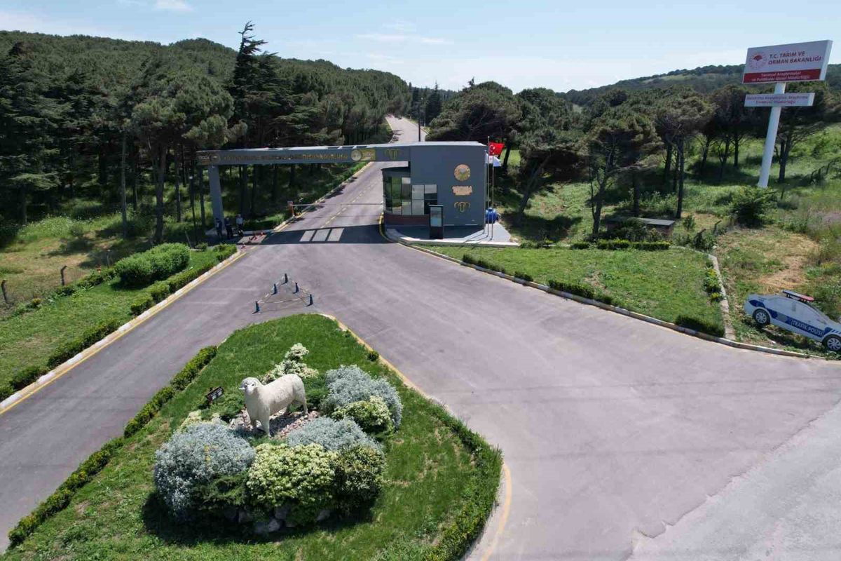 TÜBİTAK’tan koyunlarda BDV virüsüne genetik direnç projesine destek