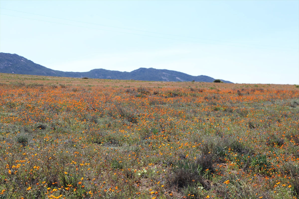 Namaqualand'da Kuraklık Çiçek Sezonunu Vurdu