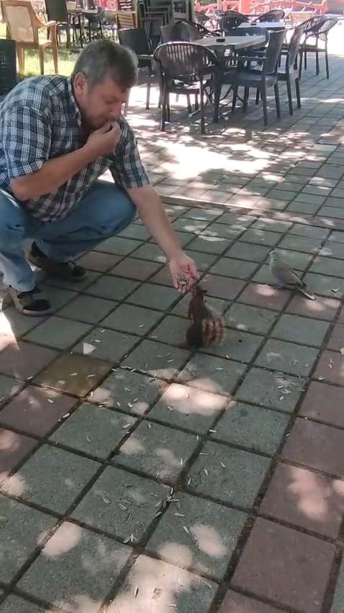 İnegöl'de Sincap ve Kumru Vatandaşın Elinden Çekirdek Yedi