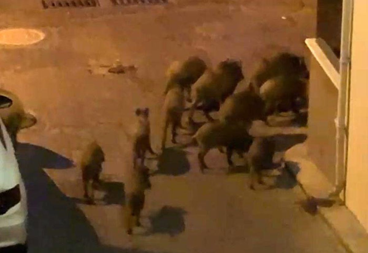 Kuşadası'nda Yaban Domuzu Sürüleri Mahalleleri İstila Etti