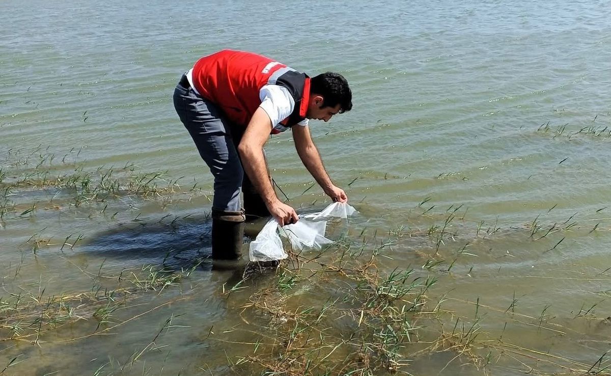 Hayrabolu'daki göletlere 150 bin balık salındı
