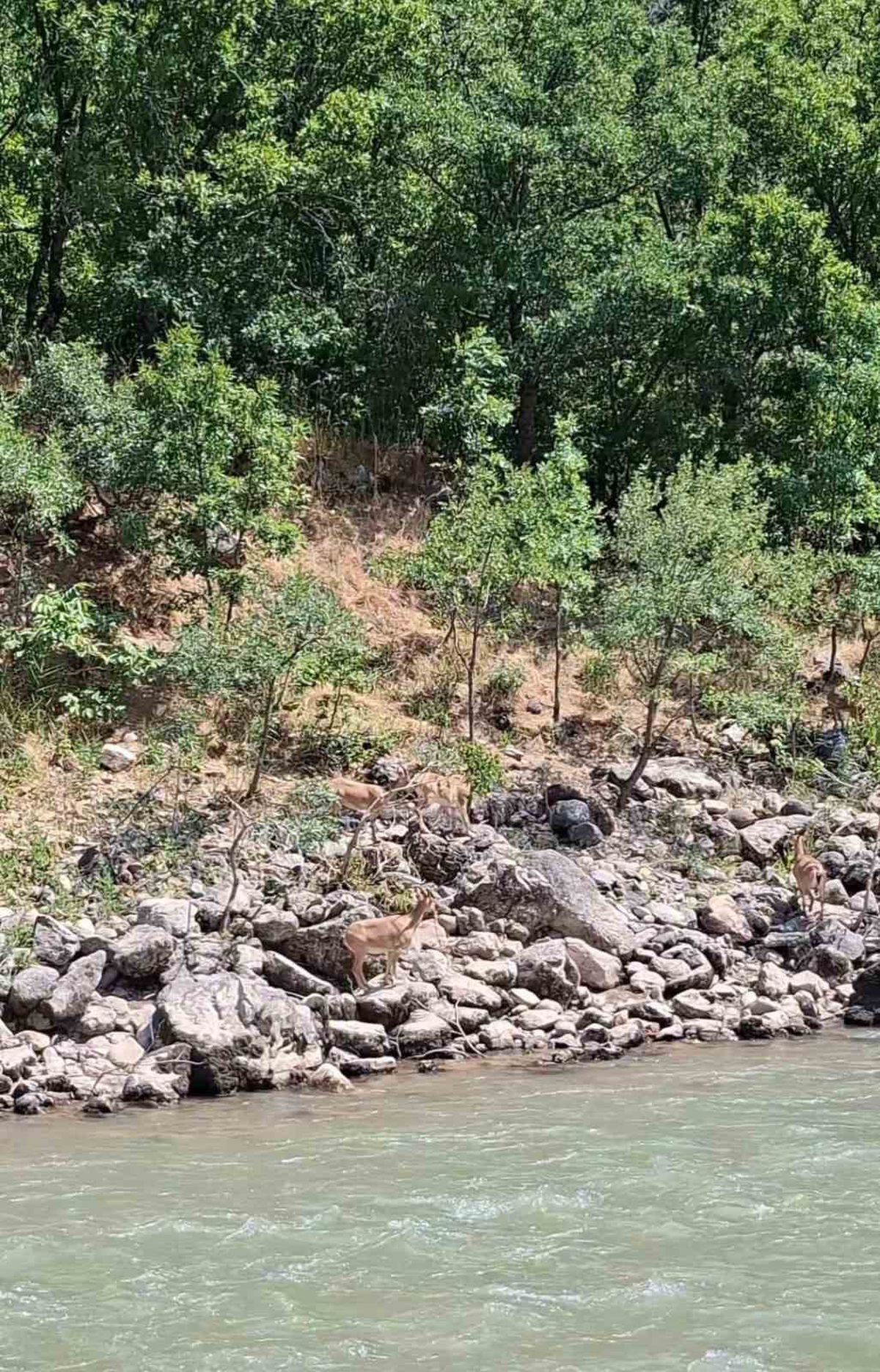 Tunceli'de Dağ Keçileri Munzur Nehri Kenarında Görüntülendi