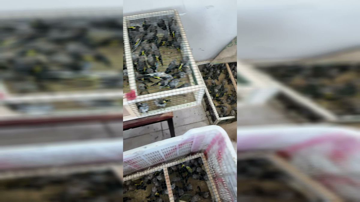 350 Saka Kuşu Yasa Dışı Yurt Dışı Çıkışında Yakalandı, Doğaya Salındı
