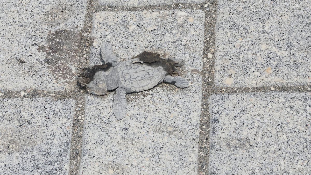 Samandağ'da 40 Yavru Yeşil Deniz Kaplumbağası Işık Kirliliği Nedeniyle Araçların Altında Öldü