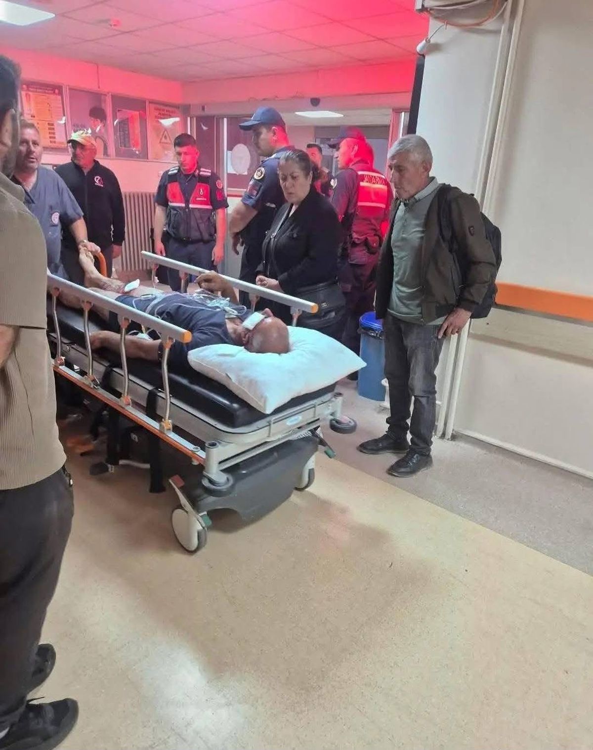 Sivas'ta Ayı Saldırısı: Köpekler Kurtardı